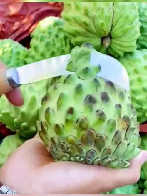 尝过这款“树上蜜糖”吗？——探访源头好生鲜的甜蜜秘密