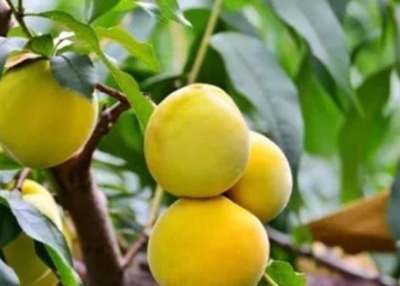 提升小而酸桃子种植效益 品质保障与市场销量的关键策略