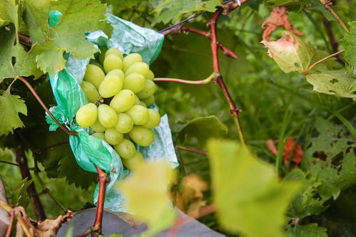 汕尾乡村旅游新风尚 这才是农村的正确打开方式